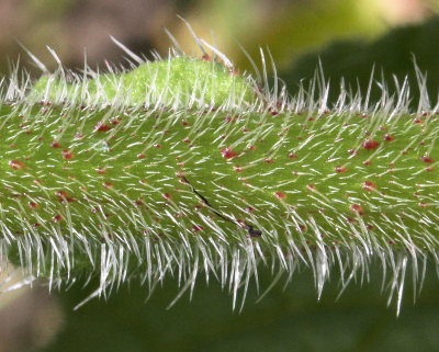 Borago officinalis, Garten-Borretsch, St�ngel