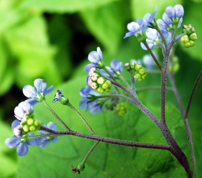 Brunnera macrophylla, Groblttriges Kaukasusvergissmeinnicht, Bltenstand