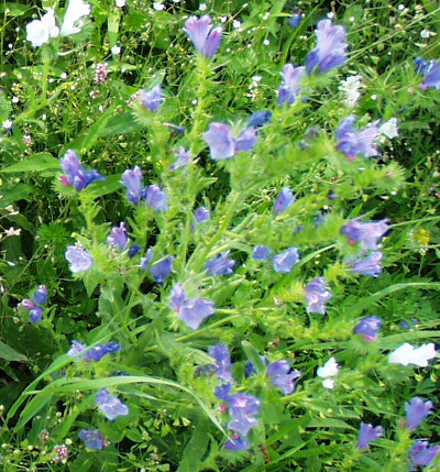 Echium plantagineum, Wegerichblättriger Natternkopf