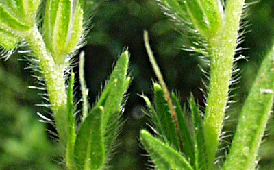 Echium plantagineum, Wegerichblttriger Natternkopf,Stngel