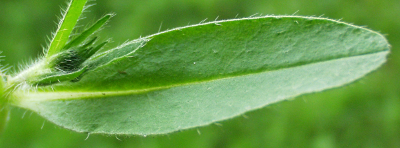 Echium vulgare, Gewöhnlicher Natternkopf, Blatt