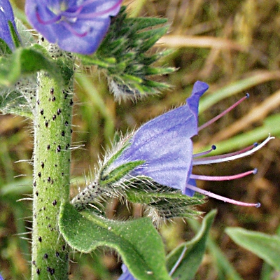 Echium vulgare, Gewöhnlicher Natternkopf