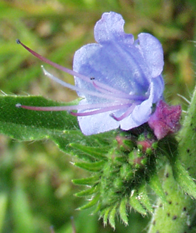 Echium vulgare, Gewöhnlicher Natternkopf, Blüte