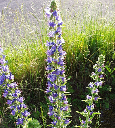 Echium vulgare, Gewöhnlicher Natternkopf