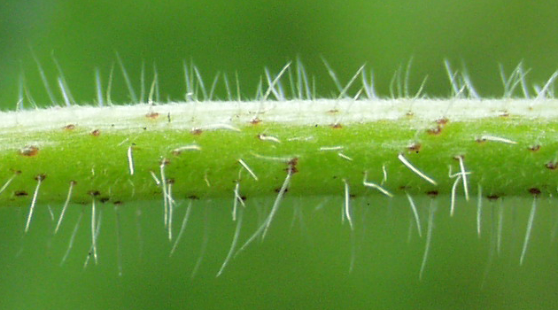 Echium vulgare, Gewöhnlicher Natternkopf, Stängel