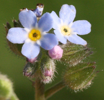 Myosotis arvensis, Acker-Vergissmeinnicht, Blüten