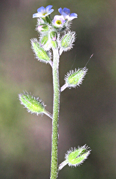 Hügel-Vergissmeinnicht (Myosotis ramosissima)