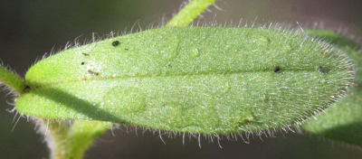 Hügel-Vergissmeinnicht (Myosotis ramosissima), Blatt