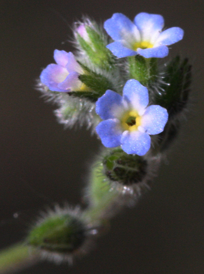 Hügel-Vergissmeinnicht (Myosotis ramosissima), Blüten