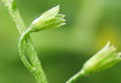 Myosotis scorpioides, Sumpf-Vergissmeinnicht, Kelche