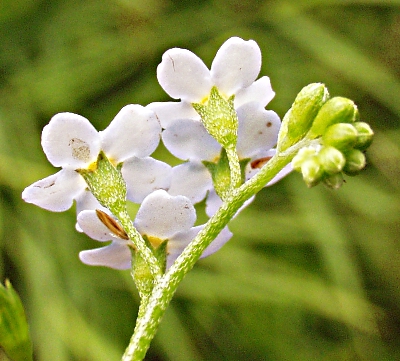 Myosotis scorpioides, Sumpf-Vergissmeinnicht, Blütenkelche