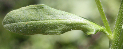 Myosotis sylvatica, Wald-Vergissmeinnicht, Blatt