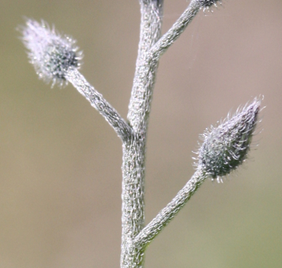 Myosotis sylvatica, Wald-Vergissmeinnicht, Fruchtstiele
