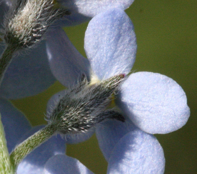 Myosotis sylvatica, Wald-Vergissmeinnicht, Kelch