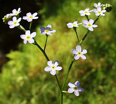 Myosotis scorpioides, Sumpf-Vergissmeinnicht