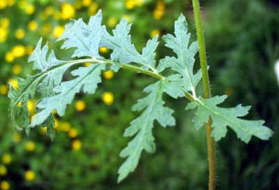 Phacelia tanacetifolia, Rainfarn-Phazelie, Blatt