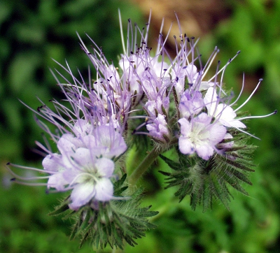 Phacelia tanacetifolia, Rainfarn-Phazelie, Bltenstand