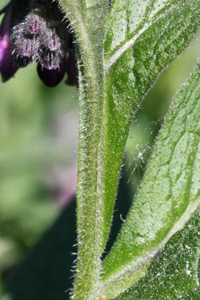 Symphytum officinale, Gew�hnlicher Beinwell, St�ngel