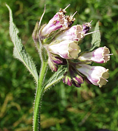 Symphytum x uplandicum, Futter-Beinwell