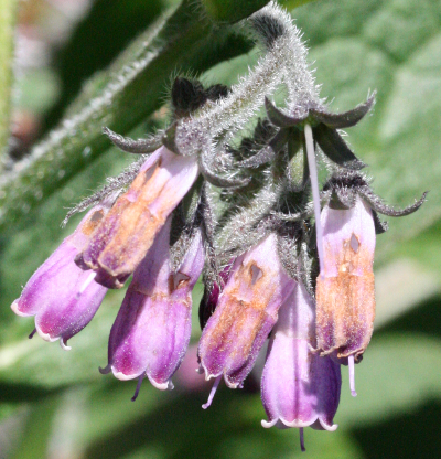 Symphytum uplandicum, Futter-Beinwell, Bltenstand