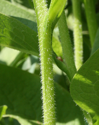 Symphytum uplandicum, Futter-Beinwell, Stngel