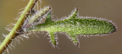 Arabidopsis arenosa, Sand-Schaumkresse, Stngelblatt