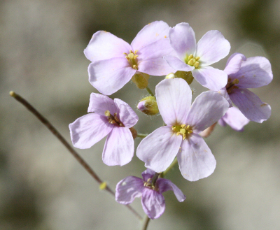 Arabidopsis arenosa, Sand-Schaumkresse, Bltenstand