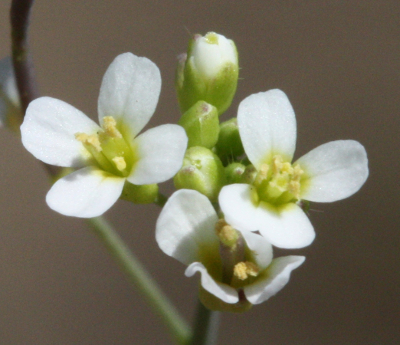 Arabidopsis thaliana, Acker-Schmalwand, Bl�ten