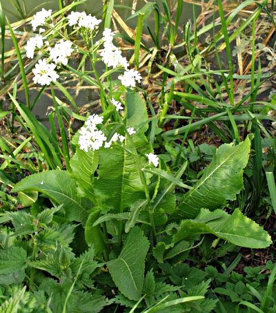 Meerrettich (Armoracia rusticana)
