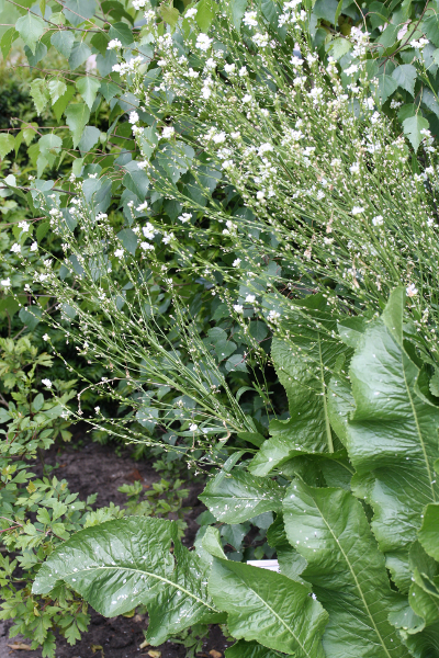 Meerrettich (Armoracia rusticana)