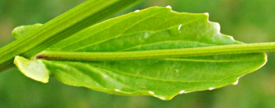 Barbarea stricta, Steifes Barbarakraut, Stngelblatt