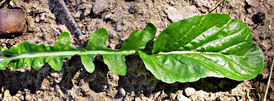 Barbarea stricta, Steifes Barbarakraut, Grundblatt