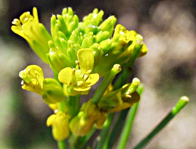 Barbarea stricta, Steifes Barbarakraut, Blten