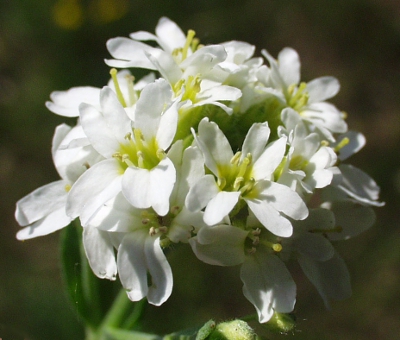 Berteroa incana, Graukresse, Blüten