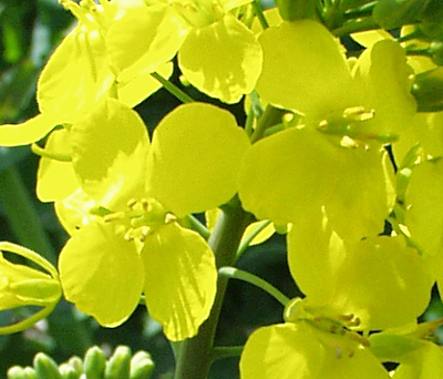Brassica napus, Raps, Blten