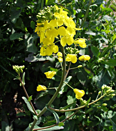 Brassica napus, Raps, Blütenstand