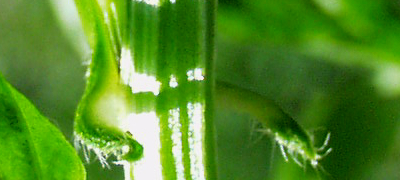 Cardmine amara, Spring-Schaumkraut, �hrchen