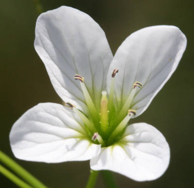 Cardamine amara, Bitteres Schaumkraut, Blte