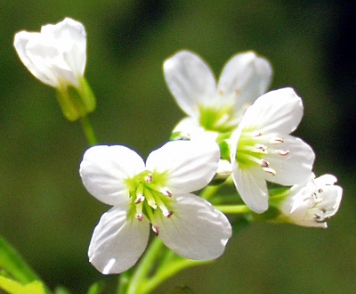 Cardamine amara, Bitteres Schaumkraut, Blüten