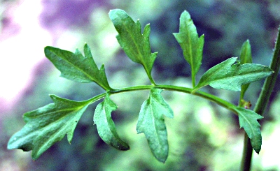Cardamine flexuosa, Wald-Schaumkraut, Blatt