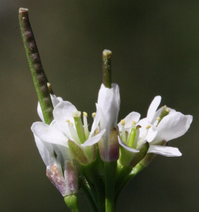 Cardamine hirsuta, Behaartes Schaumkraut, Blten / Schoten