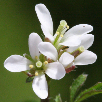 Cardamine hirsuta, Behaartes Schaumkraut, Blten