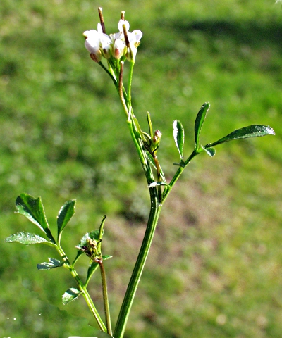 Cardamine hirsuta, Behaartes Schaumkraut