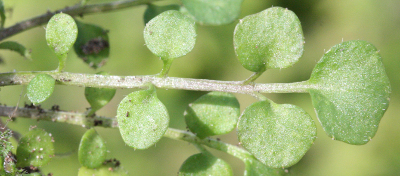 Cardamine hirsuta, Behaartes Schaumkraut, Grundblatt