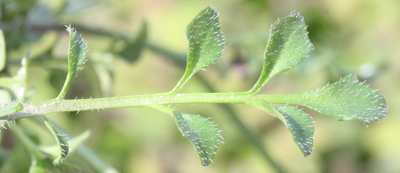 Cardamine hirsuta, Behaartes Schaumkraut, Stngelblatt