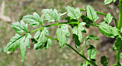 Cardamine impatiens, Spring-Schaumkraut, Blatt