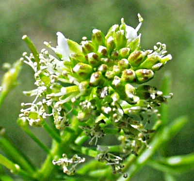 Cardamine impatiens, Spring-Schaumkraut, Bl�ten