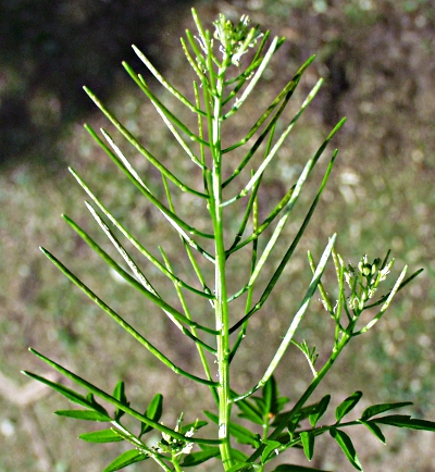 Cardamine impatiens, Spring-Schaumkraut, Fr�chte