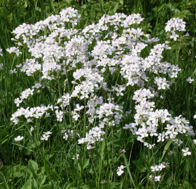 Cardamine pratense, Wiesen-Schaumkraut