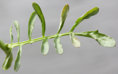 Cardamine pratensis, Wiesen-Schaumkraut, Blatt